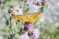 Butterfly on a Cardoon Flower Royalty Free Stock Photo