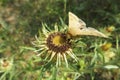 Butterfly on carlina vulgaris plant in the garden, closeup Royalty Free Stock Photo