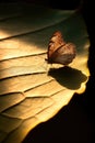a butterfly casting a shadow on a sunlit leaf
