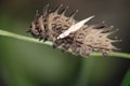 butterfly caterpillar Royalty Free Stock Photo