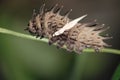 butterfly caterpillar