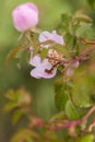 Butterfly caterpillar on Dog rose flowers Royalty Free Stock Photo