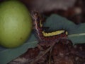 Butterfly caterpillar eats on leaf Royalty Free Stock Photo