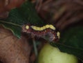 Butterfly caterpillar eats on leaf Royalty Free Stock Photo