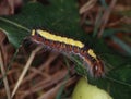 Butterfly caterpillar eats on leaf Royalty Free Stock Photo