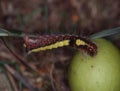 Butterfly caterpillar eats on leaf Royalty Free Stock Photo