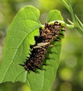 Butterfly Caterpillar - Golden Birdwing Royalty Free Stock Photo