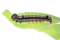 Butterfly caterpillar on green leaf Royalty Free Stock Photo