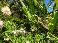 Butterfly caterpillar in New Zealand nature Royalty Free Stock Photo