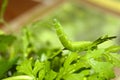 Butterfly caterpillar with one tail lifting its head and have a rest and stay still on green wet fresh lettuce grass, blurry and s Royalty Free Stock Photo