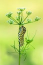 Butterfly caterpillar Papilio machaon on a forest plant Royalty Free Stock Photo