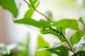 butterfly-caterpillar Papilio machaon on a green leaf plant on a summer day Royalty Free Stock Photo