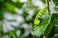 butterfly-caterpillar Papilio machaon on a green leaf plant on a summer day Royalty Free Stock Photo