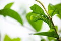 butterfly-caterpillar Papilio machaon on a green leaf plant on a summer day Royalty Free Stock Photo