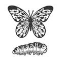 Butterfly caterpillar sketch vector illustration