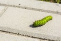 Butterfly caterpillar Small Emperor Moth (Saturnia pavonia)