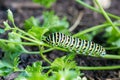 Butterfly caterpillar Swallowtail Papilio machaon Royalty Free Stock Photo