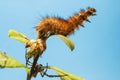 The Ruby Tiger caterpillars Royalty Free Stock Photo