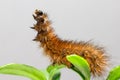The Ruby Tiger caterpillar