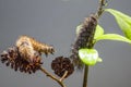 The Ruby Tiger caterpillars