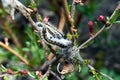 Butterfly caterpillars are placed on the branches of an almond tree in the spring Royalty Free Stock Photo