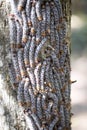 Butterfly caterpillars take up a defensive position on a tree trunk, reservations Tsingy, Ankarana, Madagascar Royalty Free Stock Photo