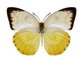 Butterfly Catopsilia scylla female
