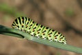 Butterfly catterpillar Royalty Free Stock Photo