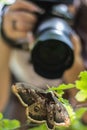 Butterfly caught on camera. Women photographers take photos of b Royalty Free Stock Photo