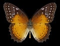 Butterfly Cethosia biblis Royalty Free Stock Photo