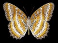 Butterfly Cethosia biblis underside Royalty Free Stock Photo