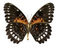 Butterfly Cethosia obscura antippe (Clipping path)