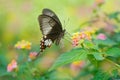 Butterfly Ceylon rose or Sri Lankan rose, Pachliopta jophon, is butterfly found in Sri Lanka that belongs to the swallowtail famil Royalty Free Stock Photo