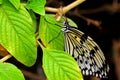 Butterfly, Ceylon Tree-nymph (Idea iasonia)