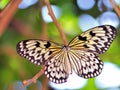 Butterfly, Ceylon Tree-nymph (Idea iasonia)