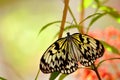 Butterfly, Ceylon Tree Nymph (Idea iasonia)