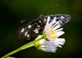 Butterfly on chamomile with drops of morning dew Royalty Free Stock Photo