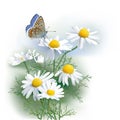 Butterfly and Chamomile. Royalty Free Stock Photo