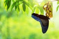 Butterfly change Chrysalis Royalty Free Stock Photo