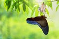 Butterfly change Chrysalis Royalty Free Stock Photo