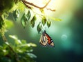 Butterfly change form chrysalis Royalty Free Stock Photo