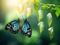 Butterfly change form chrysalis Royalty Free Stock Photo