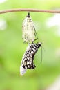 Butterfly change form chrysalis