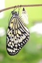 Butterfly change form chrysalis