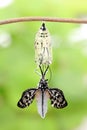 Butterfly change form chrysalis Royalty Free Stock Photo