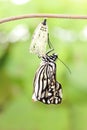 Butterfly change form chrysalis