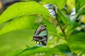 Butterfly change form chrysalis Royalty Free Stock Photo