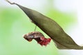 Butterfly change form chrysalis Royalty Free Stock Photo