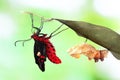 Butterfly change form chrysalis