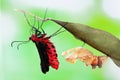 Butterfly change form chrysalis Royalty Free Stock Photo
